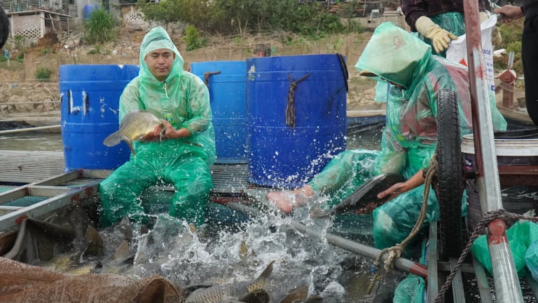 Tỷ phú Bắc Ninh nuôi cá đặc sản dày đặc trên sông Đuống, toàn con to bự, hễ bán là hết veo