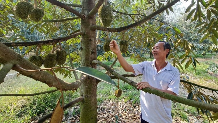 Tỷ phú Bình Dương là nông dân, một ông đầu tư trại gà giống 28 tỷ, một người thu tiền tỷ từ sầu riêng