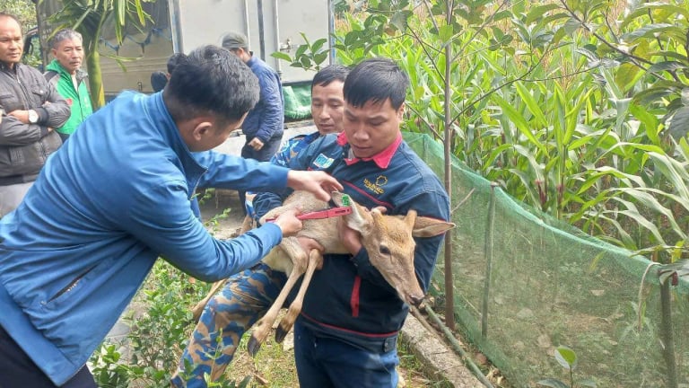 Dân một xã nghèo ở Phú Thọ được hỗ trợ con vật nuôi này vốn là động vật hoang dã, nhà nào cũng mừng