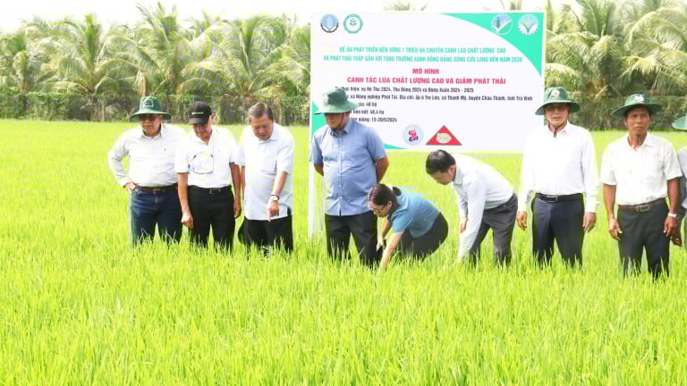 Trồng lúa giảm phát thải ở Trà Vinh, nông dân khỏe hơn, thu nhập tốt hơn, giảm nghèo chắc chắn