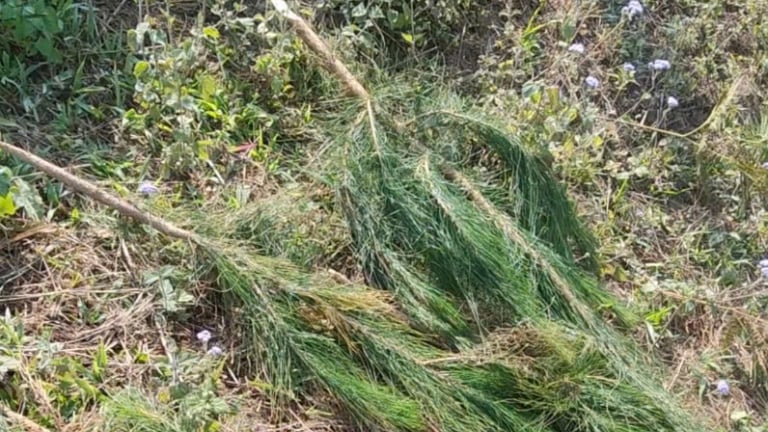 Đáng báo động, kẻ xấu chặt phá hơn 1.000 cây thông mã vĩ của một nông dân Sơn La