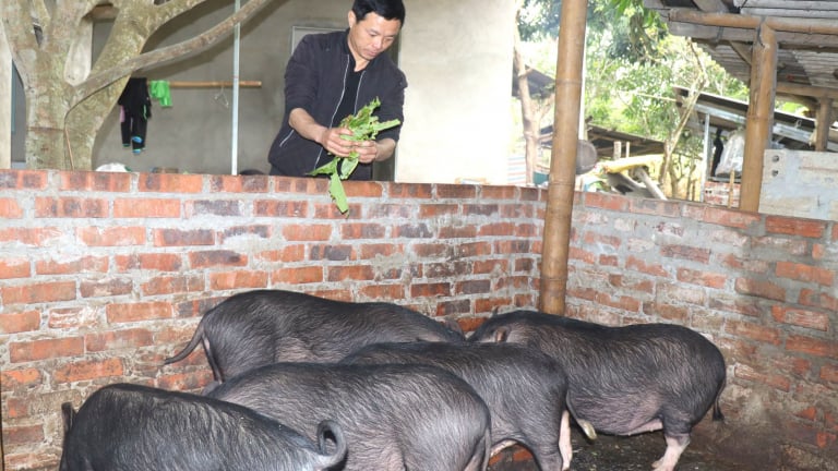 Nuôi lợn đen đặc sản, Chủ tịch Hội Nông dân xã ở Lai Châu 2 lần được Chủ tịch tỉnh tặng Bằng khen 