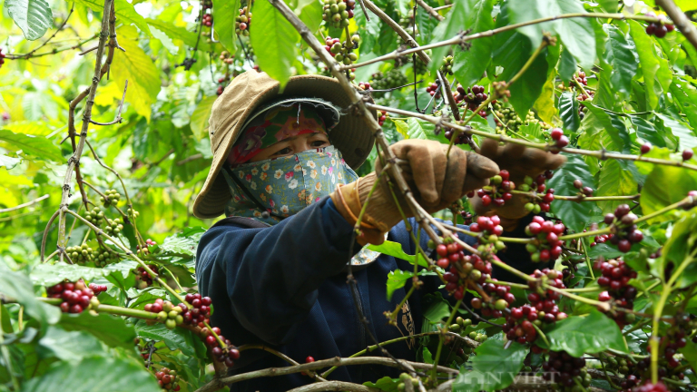 Thủ tướng yêu cầu Bộ NNPTNT tổng kết, đánh giá đề án thí điểm 5 vùng nguyên liệu nông sản hàng hoá