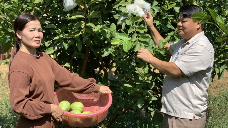 Mô hình trồng cây đặc sản, nuôi con đặc sản ở huyện này của Lạng Sơn giúp giảm mạnh hộ nghèo