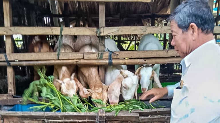 Phó Chủ tịch Hội Nông dân ở Cà Mau nuôi con chả chê thứ lá gì, cộng thêm nuôi tôm, cá mà thu 400 triệu/năm