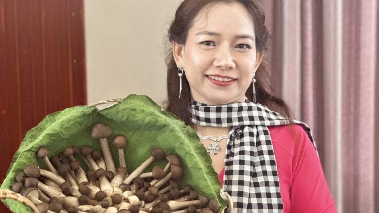 Chị nông dân An Giang trồng các loại nấm làm thuốc, tạo vô số việc làm, tăng thu nhập cho hộ nghèo