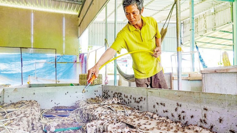 Con động vật 'đoản thọ' này hay gáy râm ran, nuôi thành công ở Vĩnh Long, một nông dân 'hưởng lương' 20 triệu