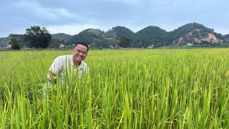 Anh phóng viên trồng lúa “ngon nhất thế giới” tại Lâm Đồng, bán giá 40.000 đồng/kg