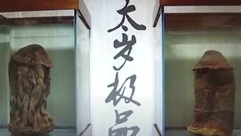 Linh chi thái tuế - Sinh vật bất tử “nhảy ra ngoài Tam giới”, chứa bí ẩn gì?