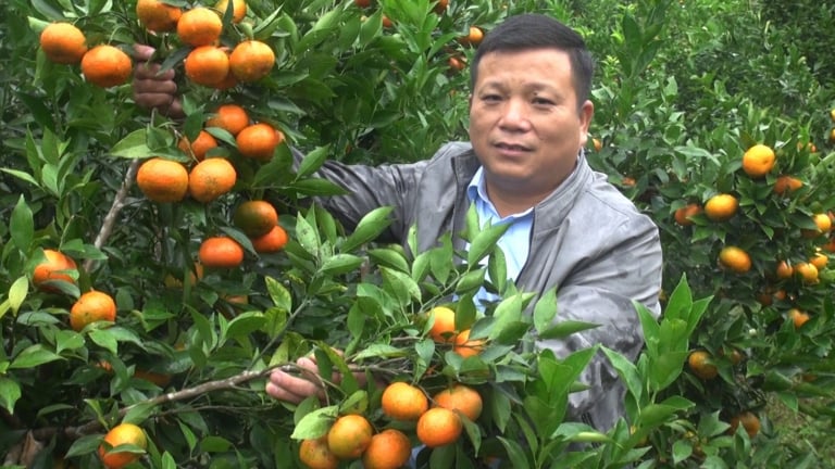 Trồng cam đường Canh trên ruộng bậc thang ở một huyện của Bắc Kạn có thu nhập tốt