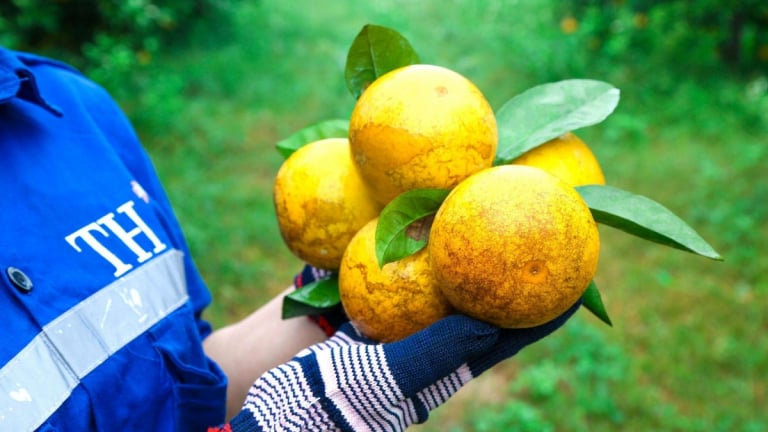 Hành trình công nghệ hóa nông nghiệp bền vững của Tập đoàn TH và câu chuyện hồi sinh thần kỳ cam Xã Đoài