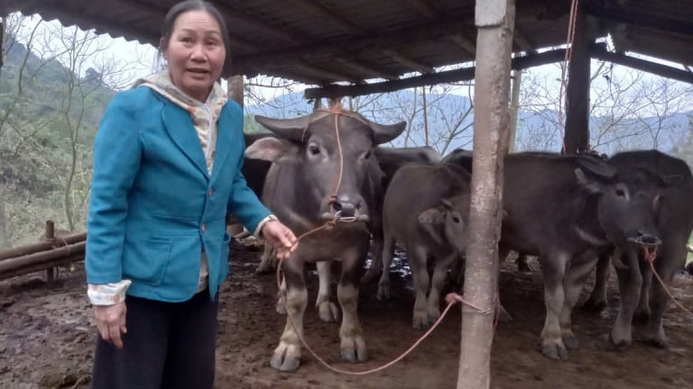 Lên núi trồng rừng gỗ quý, nuôi trâu, một nữ nông dân Hòa Bình khiến cả làng phục lăn