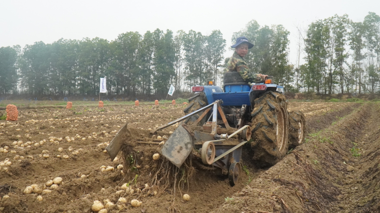 Trồng khoai tây ứng dụng công nghệ cao, nông dân Bắc Ninh thu lãi lớn, năng suất đạt tới 36-40 tấn/ha