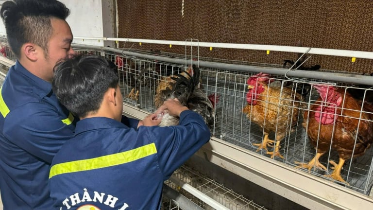 Tỷ phú Lạng Sơn là nông dân nuôi thứ gà đặc sản, giống gà 6 ngón trên đỉnh núi Mẫu Sơn