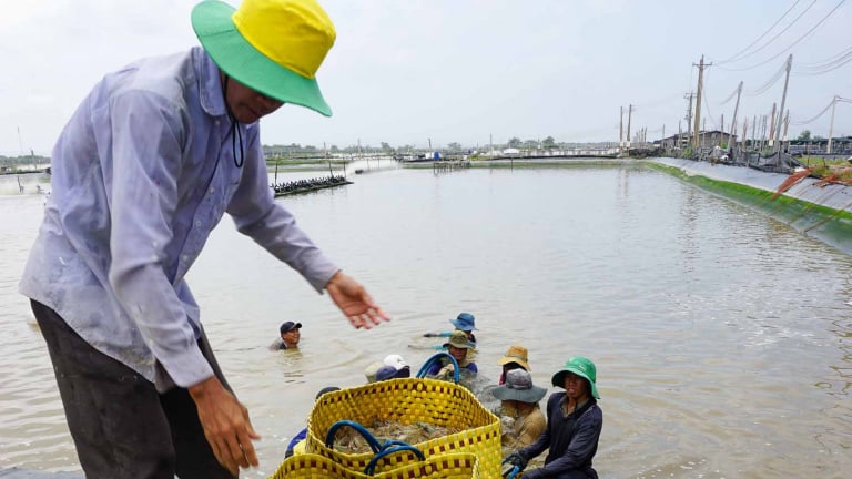 Loại vật nuôi chủ lực này ở Sóc Trăng giá bán đang cao, vì sao nông dân vẫn 'không vội được đâu'?