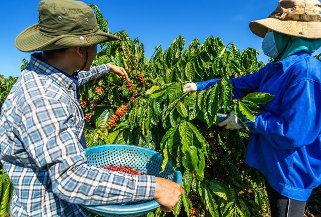 Cà phê SHIN của Tập đoàn PAN được Chính phủ chọn làm quà tặng các nguyên thủ quốc tế