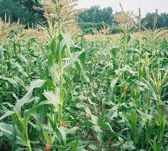Syngenta lên tiếng vụ ngô mất mùa ở Gia Lai