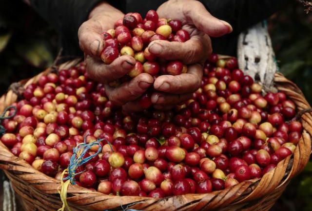 Giá nông sản hôm nay 20/7: Giá cà phê đảo chiều tăng trên mốc 35.000 đồng/kg, giá tiêu đi ngang