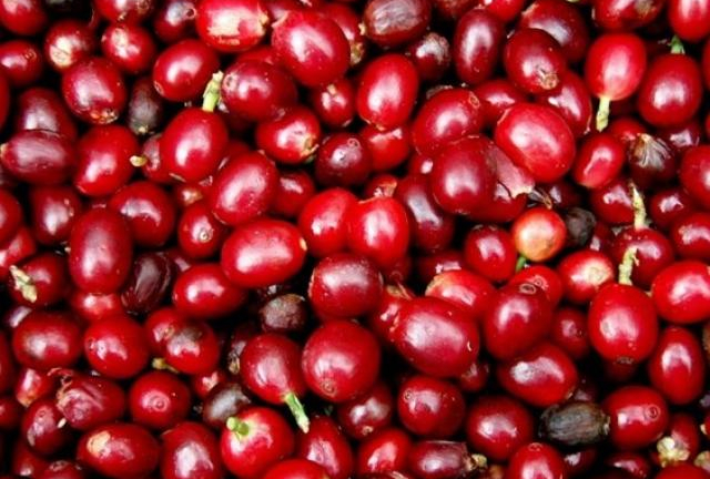 Giá nông sản hôm nay 21/7: Giá cà phê tăng, giao dịch vẫn thận trọng, giá tiêu đi ngang