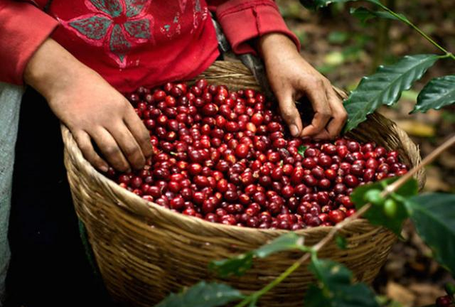 Giá nông sản hôm nay 23/7: Giá cà phê đảo nhẹ, giá tiêu lại thêm áp lực mới