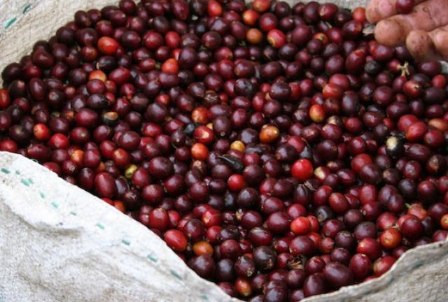 Giá nông sản hôm nay 17.11: Giá cà phê giảm nhẹ, không vượt mốc 40 triệu đồng/tấn, giá tiêu không thay đổi nhiều