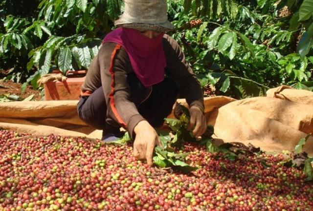 Giá nông sản hôm nay 18.11: Giá cà phê giảm lùi dần mức 40 triệu đồng/tấn, giá tiêu tăng nhẹ