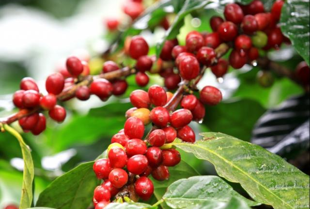 Giá nông sản hôm nay 28.11: Giá cà phê Robusta tiếp đà giảm mạnh, giá tiêu ổn định