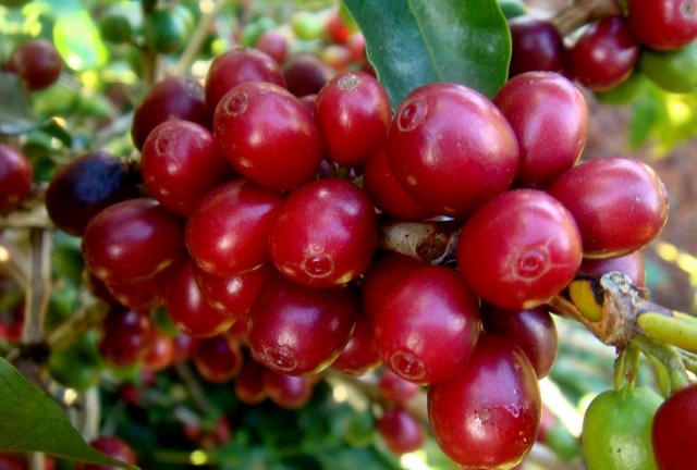 Giá tiêu hôm nay giảm mạnh, giá cà phê không đổi, cập nhật giá cao su
