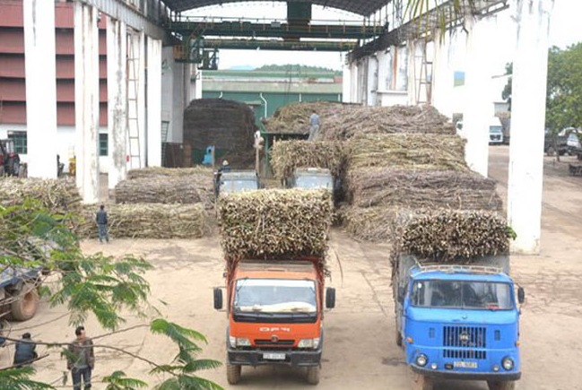 Hoãn thực thi ATIGA có “cứu” được ngành mía đường?