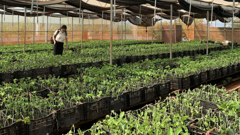 EVFTA: Áp lực và triển vọng chuyên nghiệp cho nông nghiệp Gia Lai