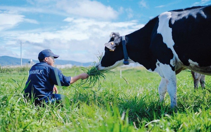 Vinamilk, Mộc Châu Milk và Hanoimilk: 'Kẻ đu đỉnh lợi nhuận, người ngậm ngùi báo lỗ'