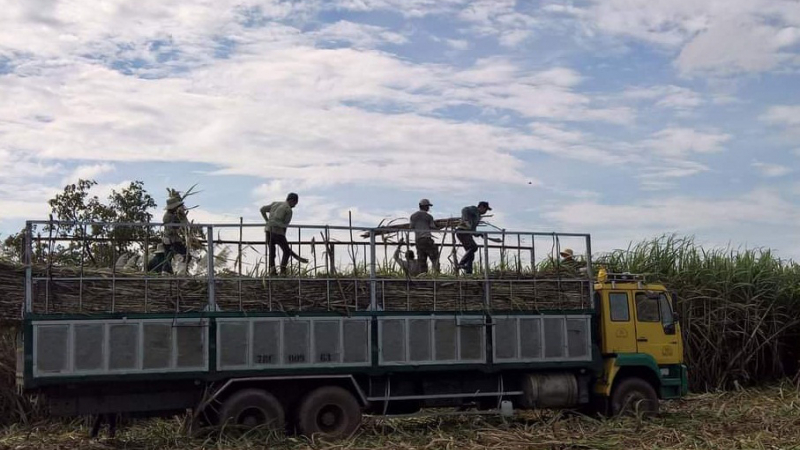 Sau gần nột năm ATIGA có hiệu lực:  Khó khăn kép khiến ngành mía đường “hụt hơi”