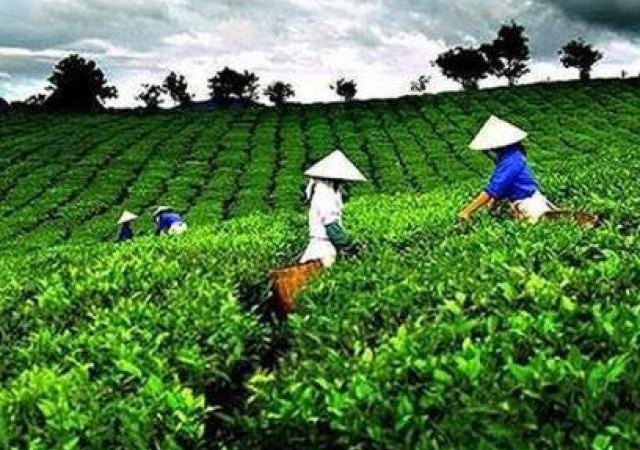 Vừa “về đội” Vinamilk, cổ phiếu GTN bị đưa vào diện kiểm soát