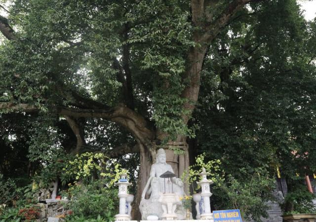 danviet.vn