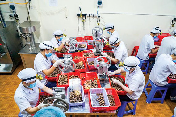 Cây mắc-ca sẵn sàng hành trình tỷ đô