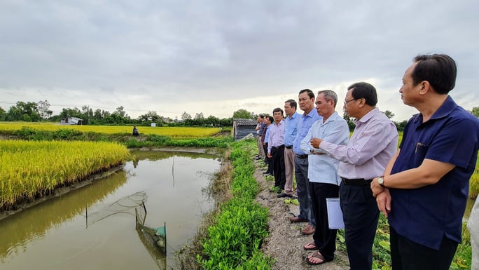 Loạn giống lúa ST24, ST25