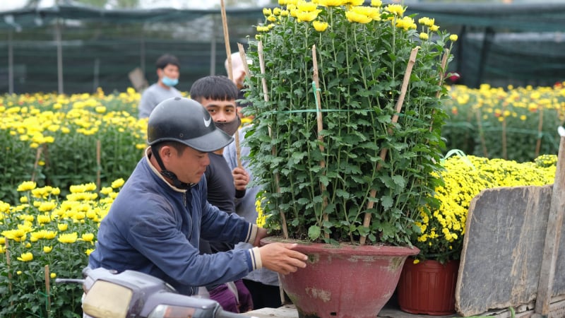 Đà Nẵng: 'Síp - pơ' cây cảnh tất bật dịp cuối năm