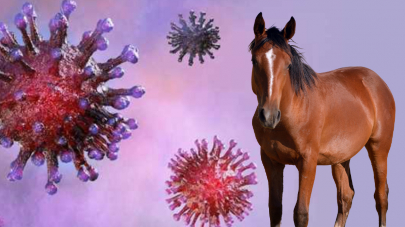 Các nhà nghiên cứu phát hiện ngựa nhiễm một chủng virus Corona