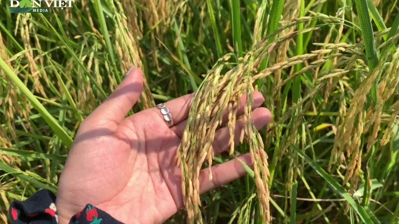 Đưa giống lúa ST24 ngon nhất nhì thế giới về trồng ruộng nhà, nông dân Hà Tĩnh được mùa bội thu