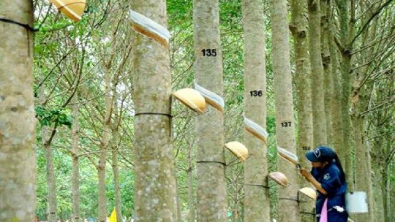 Cao su Phước Hòa (PHR) lãi riêng lẻ quý IV đạt 209 tỷ đồng, giảm 50%