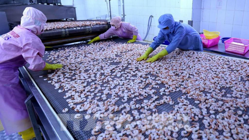 Không có cổ tức từ công ty con kèm cước tàu biển tăng vọt, 'vua tôm' Minh Phú (MPC) báo lãi giảm 11,2%