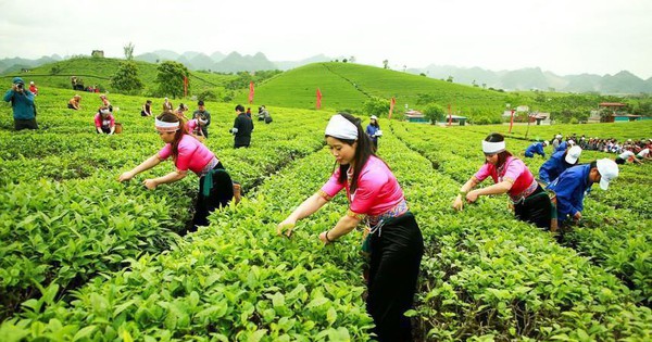 GTNFoods (GTN): Lợi nhuận giảm 22,1%, cả năm không hoàn thành mục tiêu
