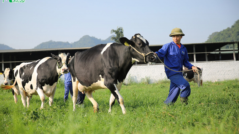 Mộc Châu Milk (MCM) lãi cả năm đạt 319 tỷ đồng, hoàn thành mục tiêu năm 2021