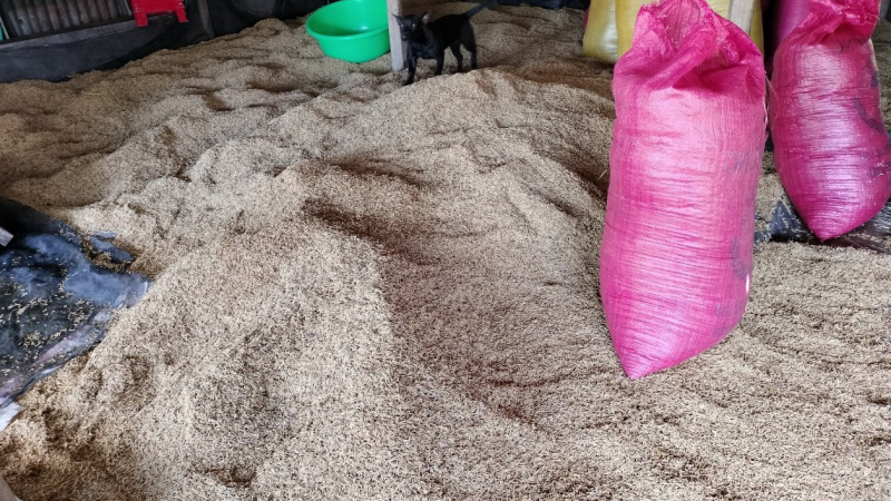 Vụ hàng nghìn tấn lúa ST24, ST25 tồn đọng: Thông tin mới nhất từ doanh nghiệp thu mua