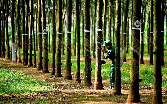 Cao su Phước Hòa (PHR): Chốt ngày tạm ứng cổ tức đợt 1 năm 2022 bằng tiền