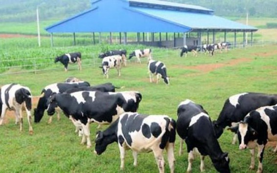 Quý I/2022, Vilico (VLC) báo lãi gần 60 tỷ đồng, tài sản tăng 48% 