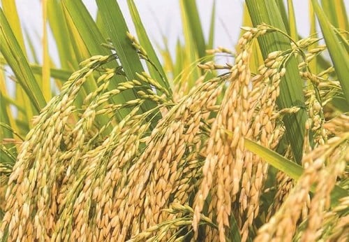Giống cây trồng Việt Nam (NSC) chốt quyền trả cổ tức tiền mặt 40%