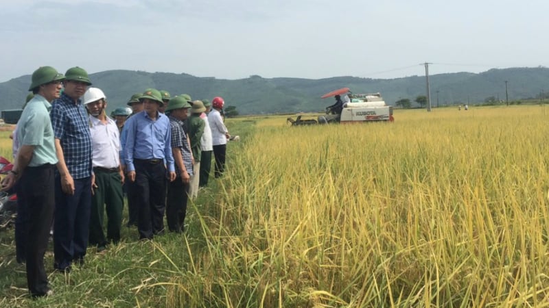 Thanh Hóa: Một vụ trồng lúa ST24, một vụ nuôi cá, nông dân thu lợi nhuận 30 triệu đồng/ha/vụ