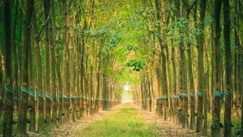 Cao su Đắk Lắk (DRI) cho công ty mẹ Dakruco vay 40 tỷ đồng