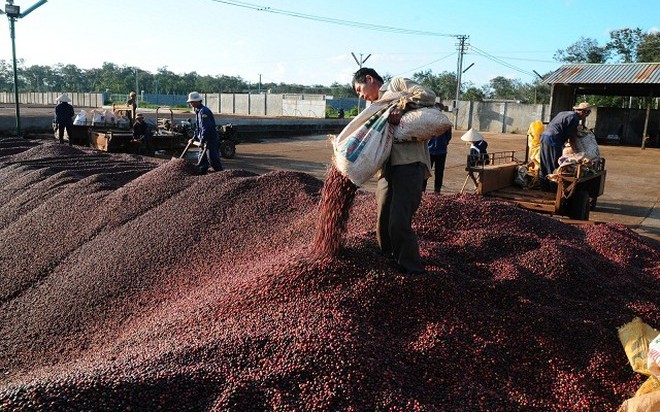 Nghi bị thao túng khi cổ phiếu tăng bất thường, Cà phê Thắng Lợi (CFV) kêu cứu